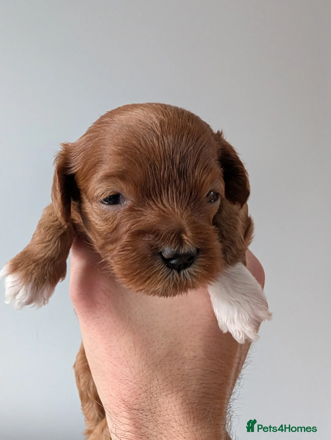 Cavapoo dogs for sale: F1B Cavapoo puppies  - Advert 5