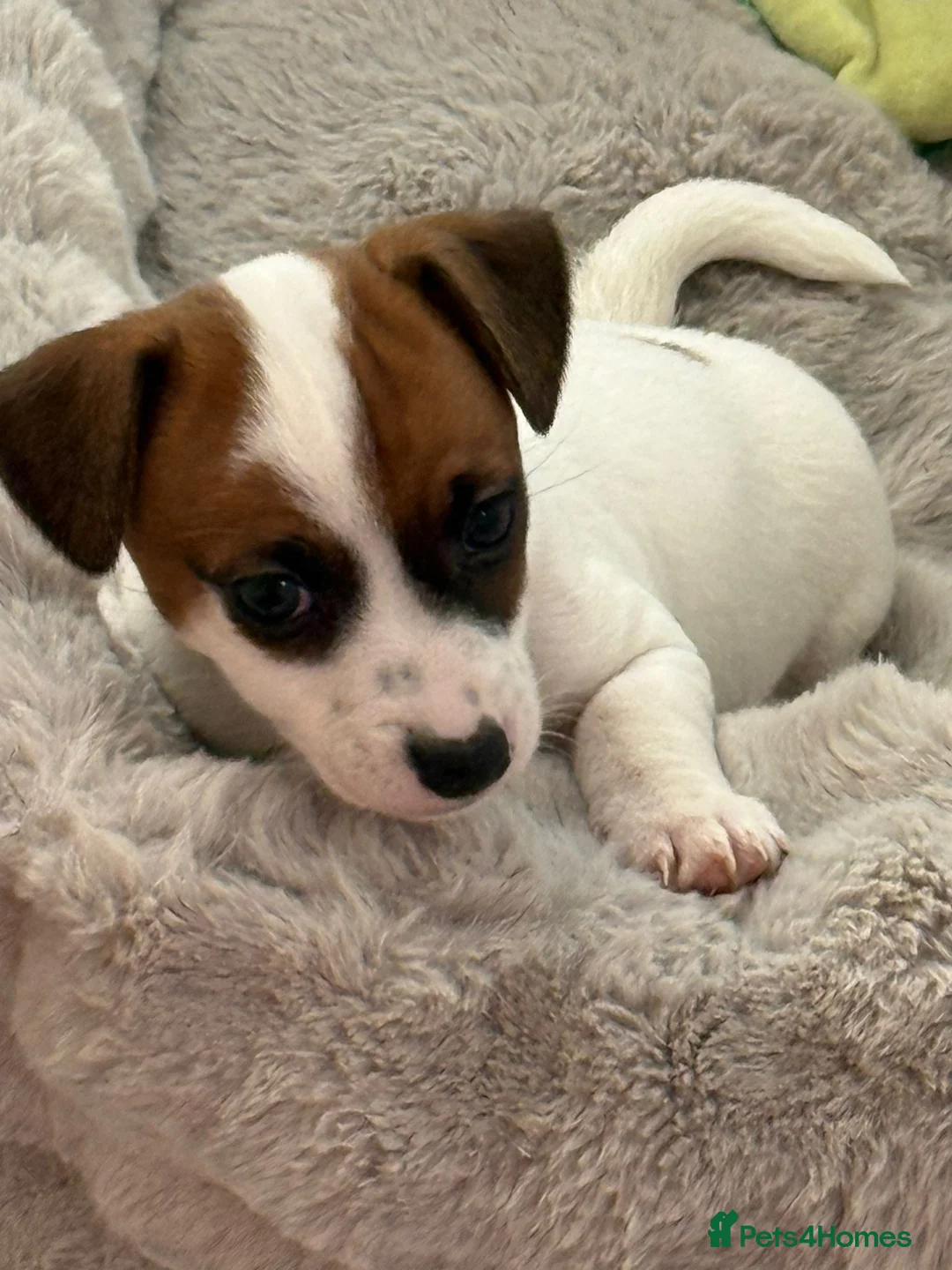 Jack Russell dogs for sale: Adorable puppy  - Advert 2