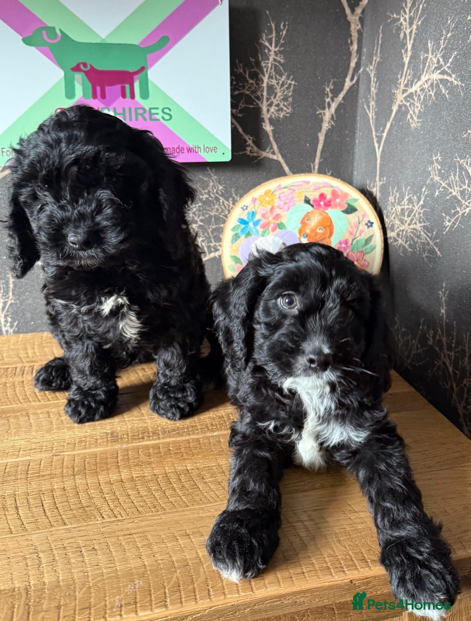 Cockapoo dogs F1 BOYS ONLY MINI COCKAPOOS 30 dna tested - Advert 2