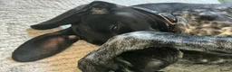 German Shorthaired Pointer dogs for sale: German shorthaired pointer puppies 5 weeks old in Swindon - Advert 4