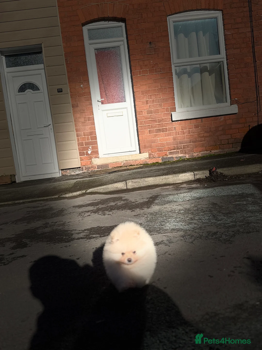 Pomeranian dogs for sale: Beautiful Purebred Pomeranian Puppies - Advert 17