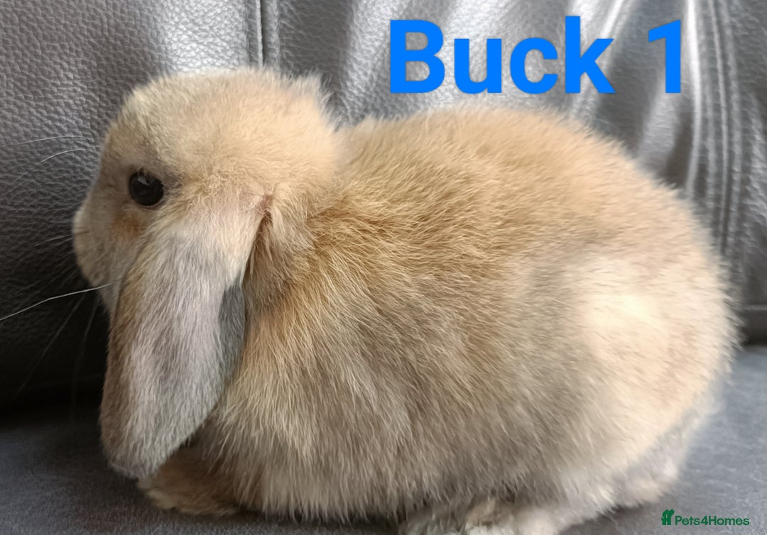 Mini Lop rabbits for sale: 🐰Beautiful mixed litter of Plush x Mini Lop kits - Image 10