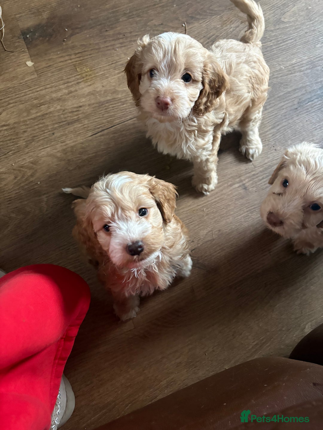 Cockapoo dogs for sale: F1 Unique Cockapoo Puppies  - Advert 1