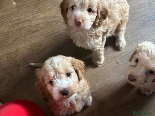 Cockapoo dogs F1 Unique Cockapoo Puppies - Advert 12