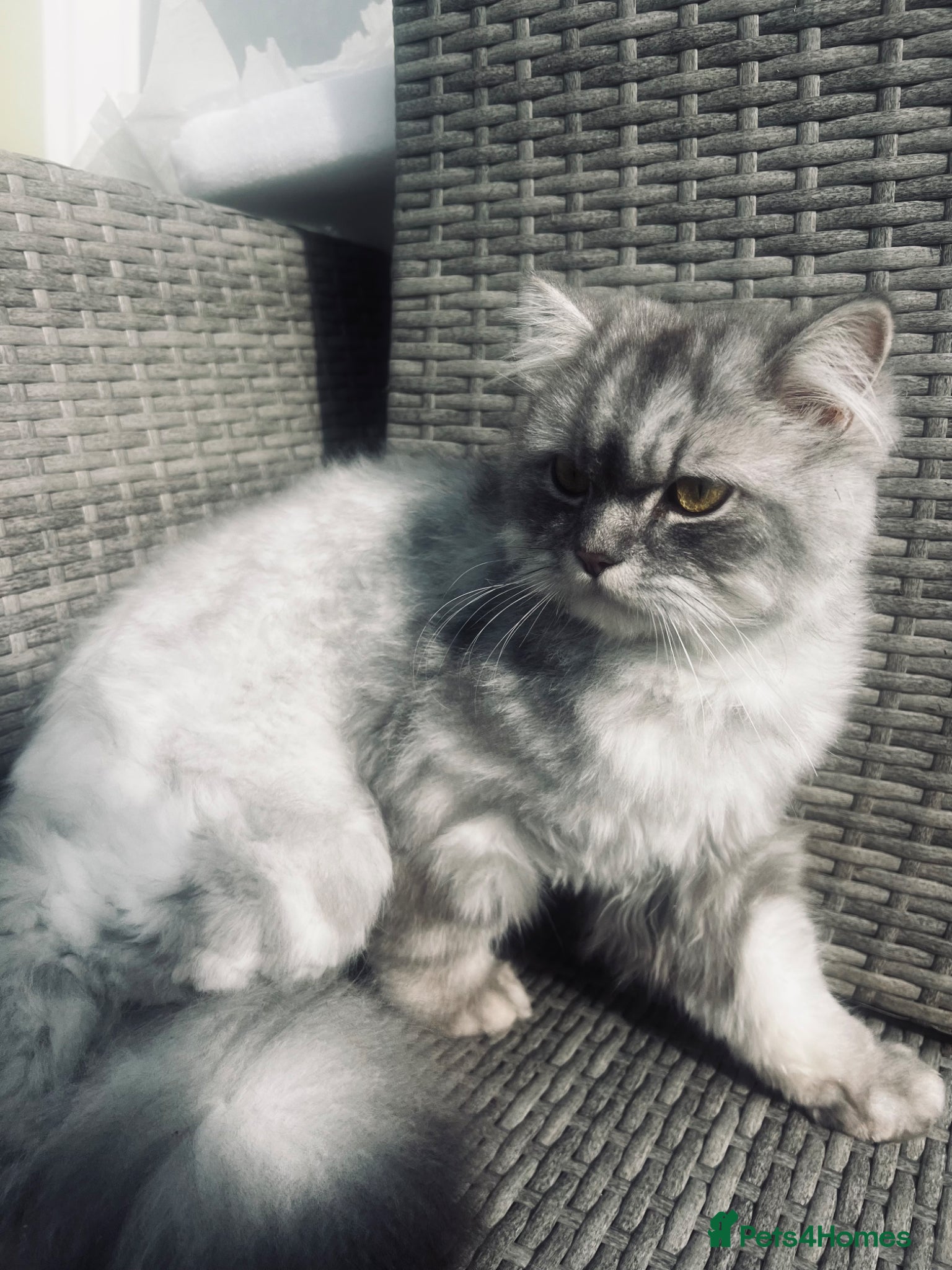 Mixed Breed cats Shylo  - Advert 5