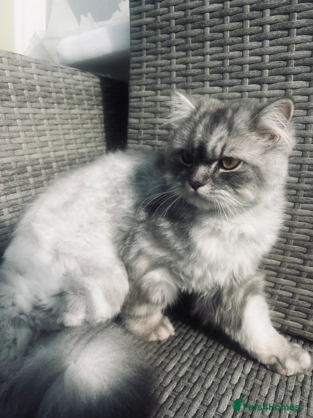 Mixed Breed cats for sale: Shylo  - Advert 1