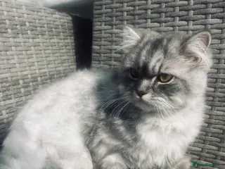 Mixed Breed cats Shylo - Advert 5