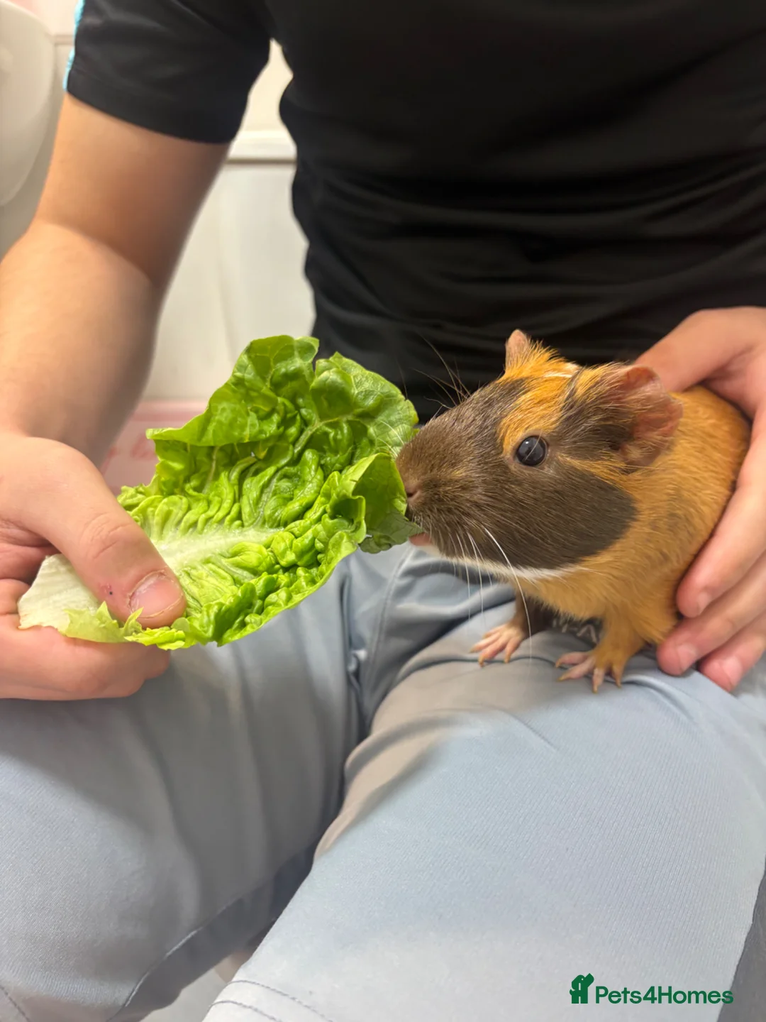 Guinea Pig rodents for sale: female guinea pig and cage in Feltham - Advert 2