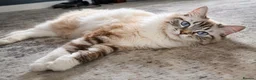 Ragdoll cats for sale: Ragdoll Kittens  in Newport - Advert 3