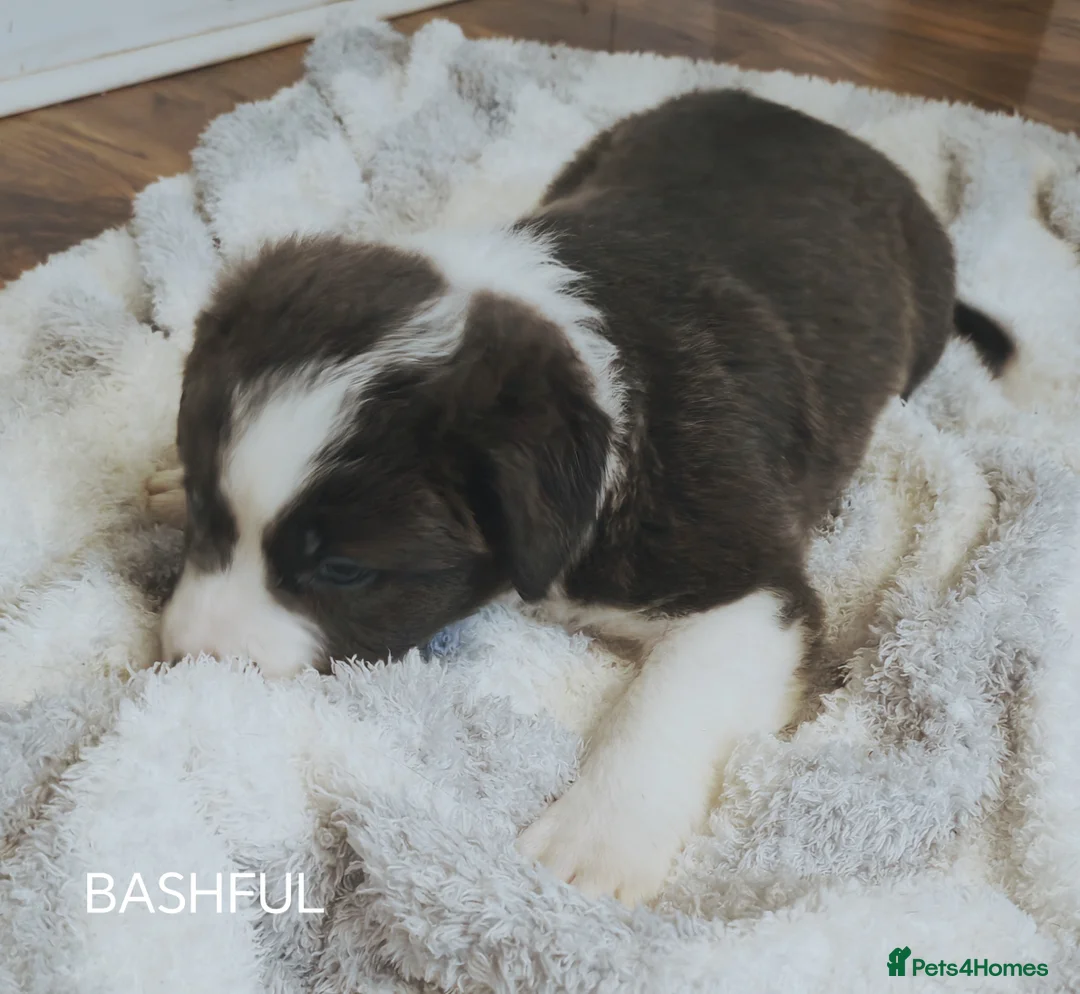 Mixed Breed dogs for sale:  REDUCED!! 2 OLD TYME BORDER COLLIE PUPPIES!  - Advert 20