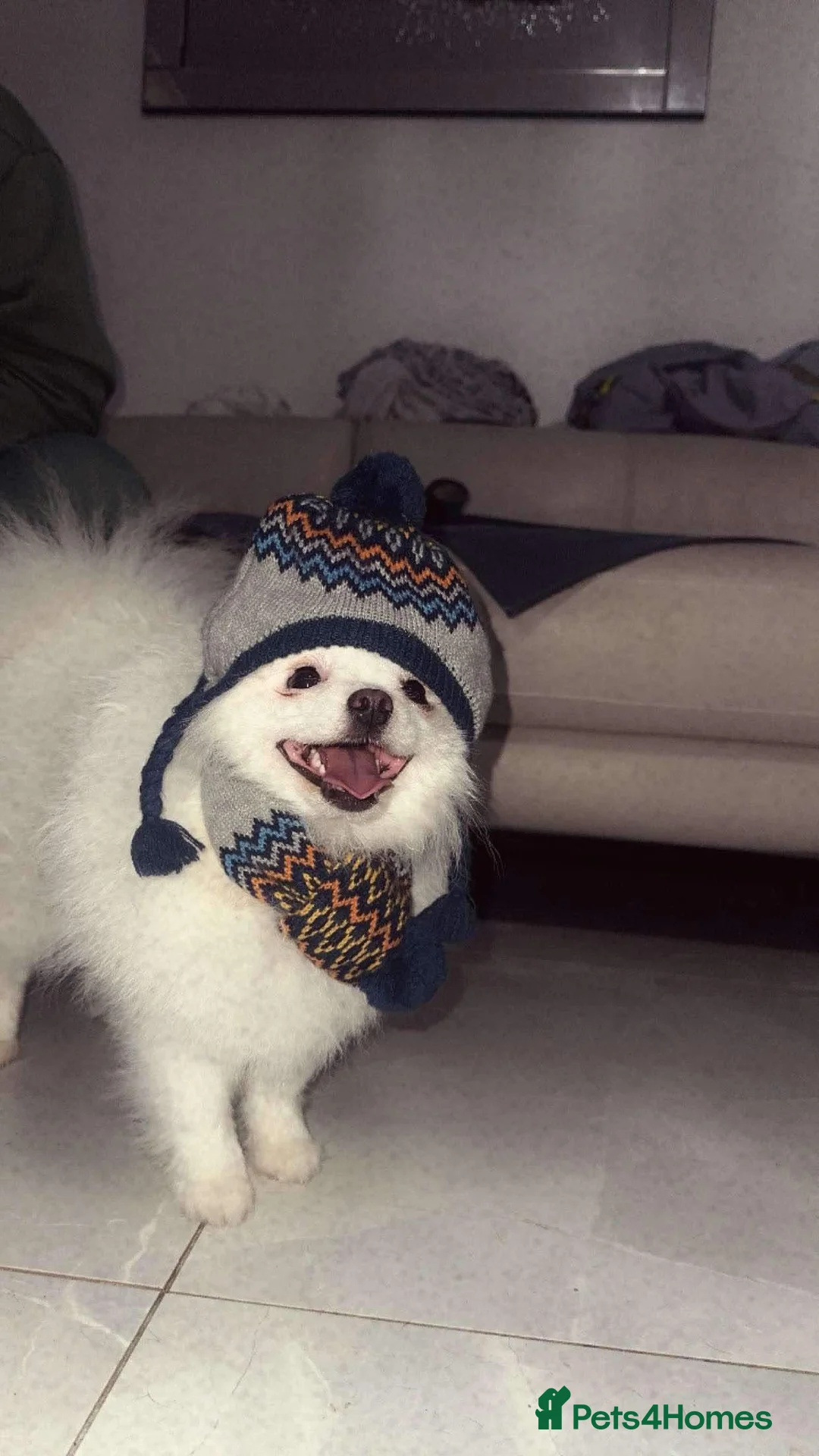 Pomeranian dogs for stud: Olaf white Pomeranian stud in Liverpool - Advert 14