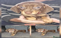 Dachshund dogs for sale: Miniature dachshunds  in Wednesbury - Image 4