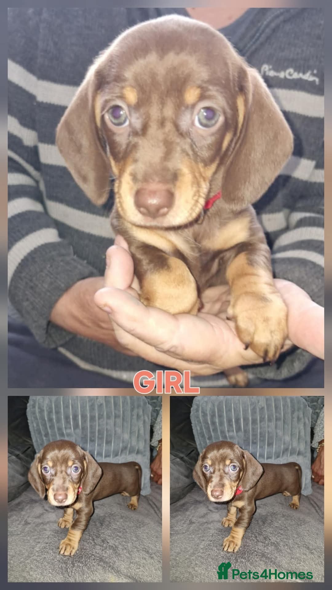 Dachshund dogs for sale: Miniature dachshunds  in Wednesbury - Image 4