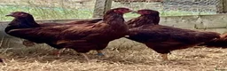 Chickens poultry for sale: Rhode Island Red - Advert 10