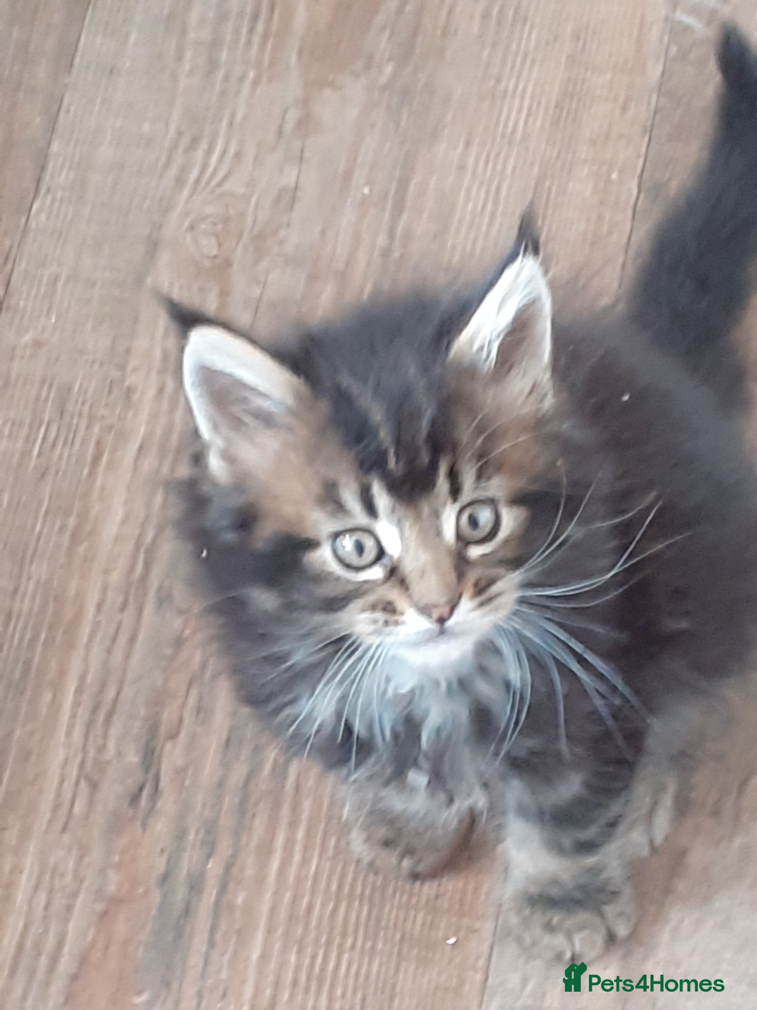 Maine Coon cats Pure bred Maine Coon kittens both parents in situ  - Advert 1