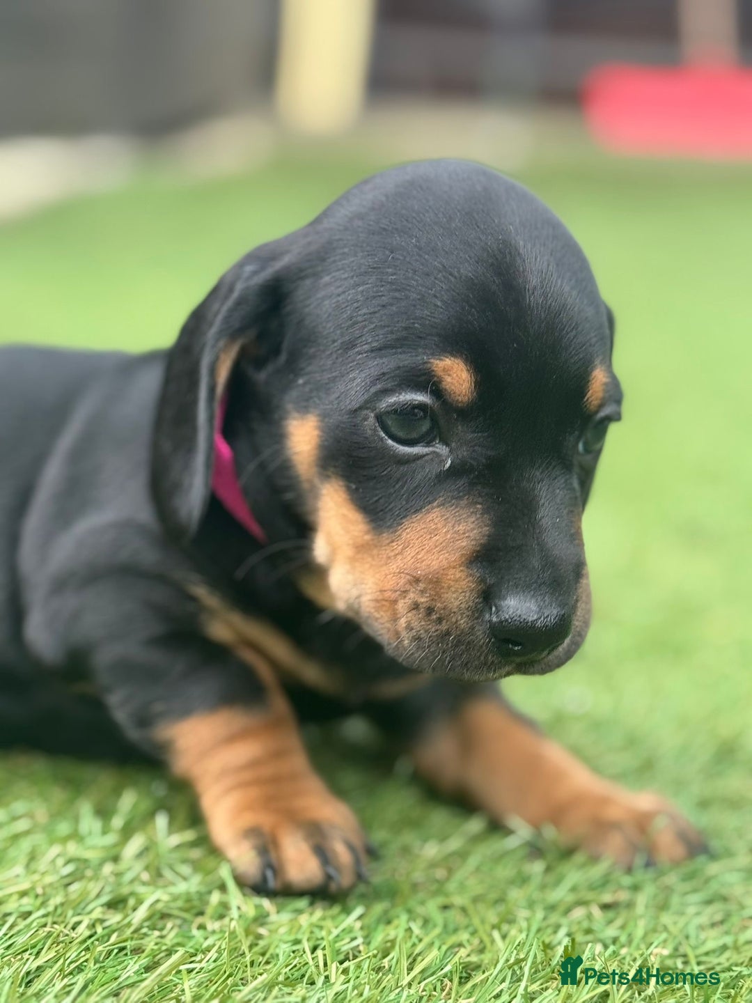 Dachshund dogs for sale: Stunning Dachshund Puppies  - Image 28
