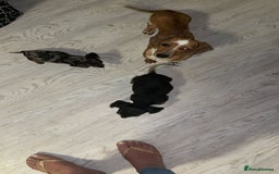 Miniature Dachshund dogs for sale: Miniature Dachshund Pups Ready For Loving Homes - Image 5