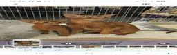 Abyssinian cats for sale: Stunning Abyssinian baby - Advert 6