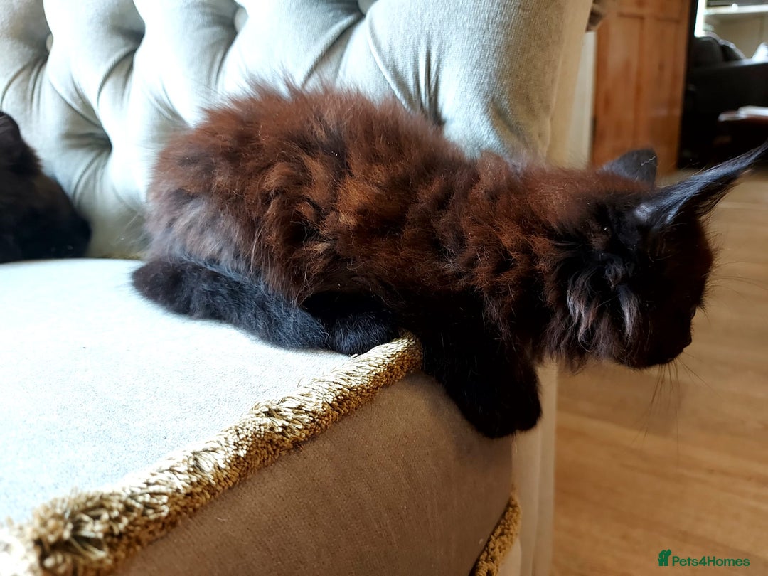 Mixed Breed cats for sale: Amazing fluff balls - Image 7