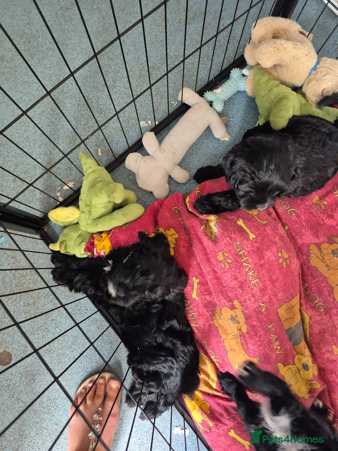 Mixed Breed dogs for sale: Black cockapoo - Image 7