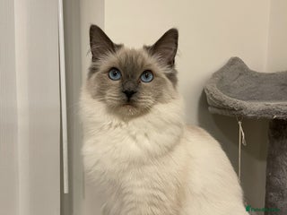 Ragdoll cats GCCF queen - Advert 8