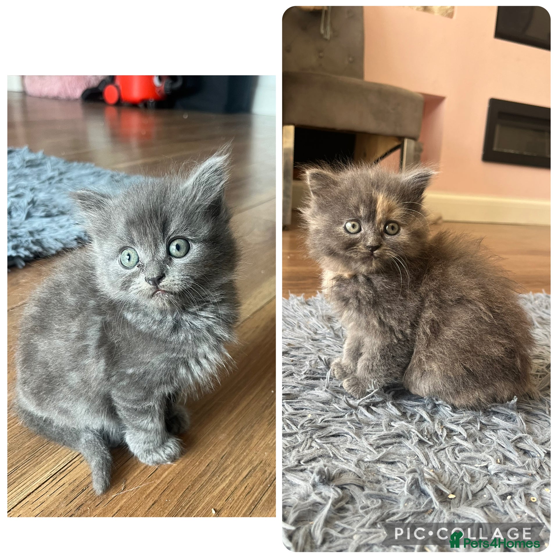 Ragdoll cats Last 2 girls REDUCED 2 ragdoll kittens  - Advert 18