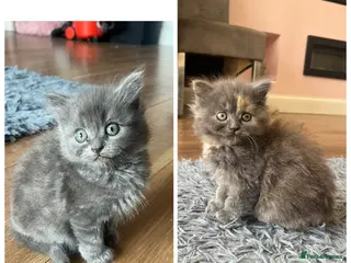 Ragdoll cats Last 2 girls REDUCED 2 ragdoll kittens - Advert 18