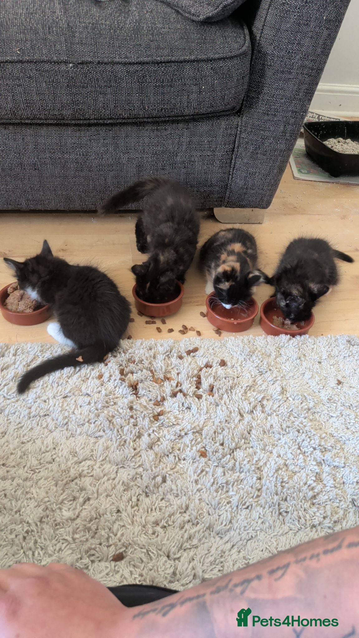 British Longhair cats Five Kittens Ready for Their Forever Homes! 🐾 - Advert 16