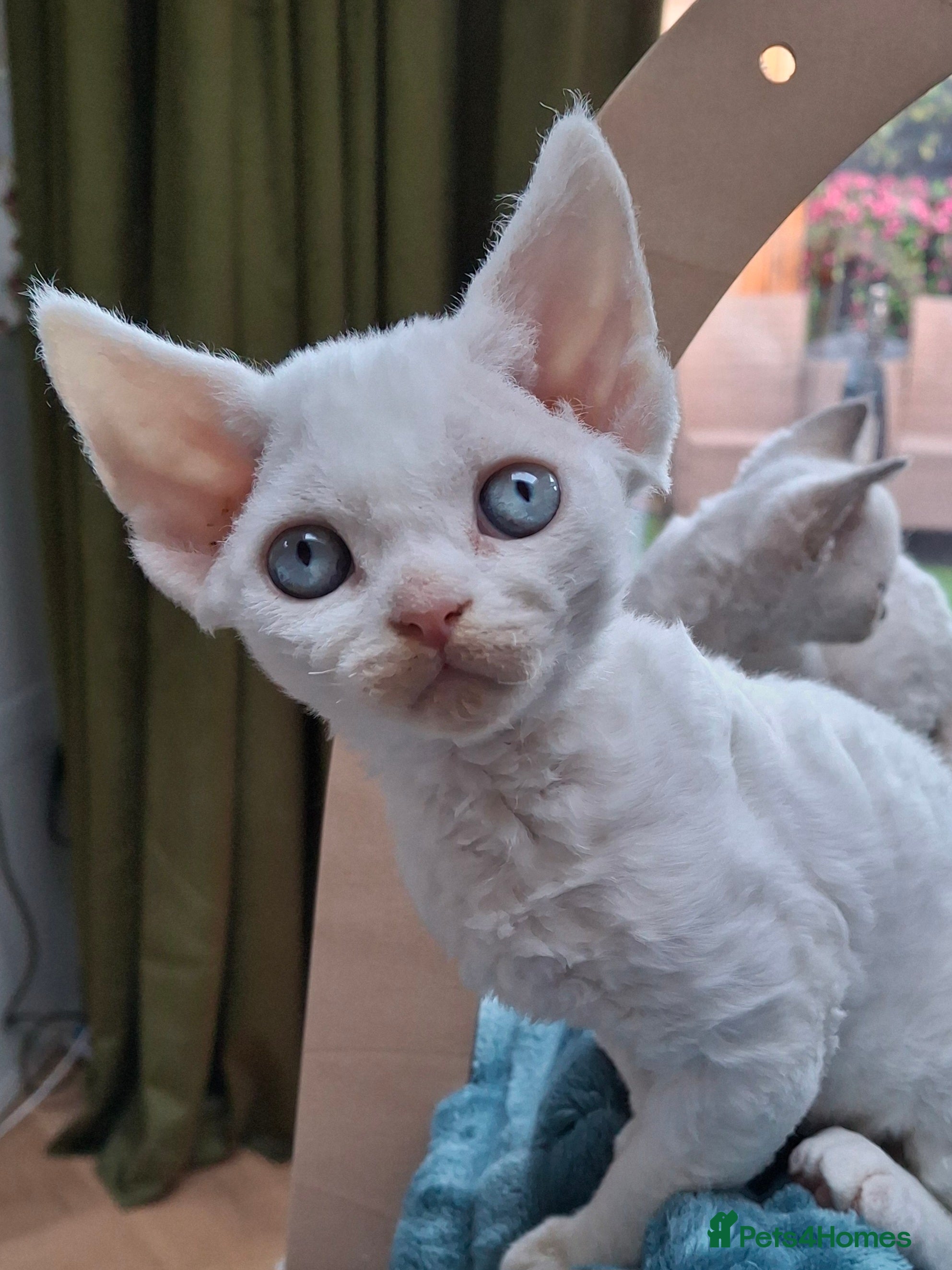 Devon Rex cats 🌸 Wonderful Devon Rex Kittens FIFE registered  🌸 - Advert 1