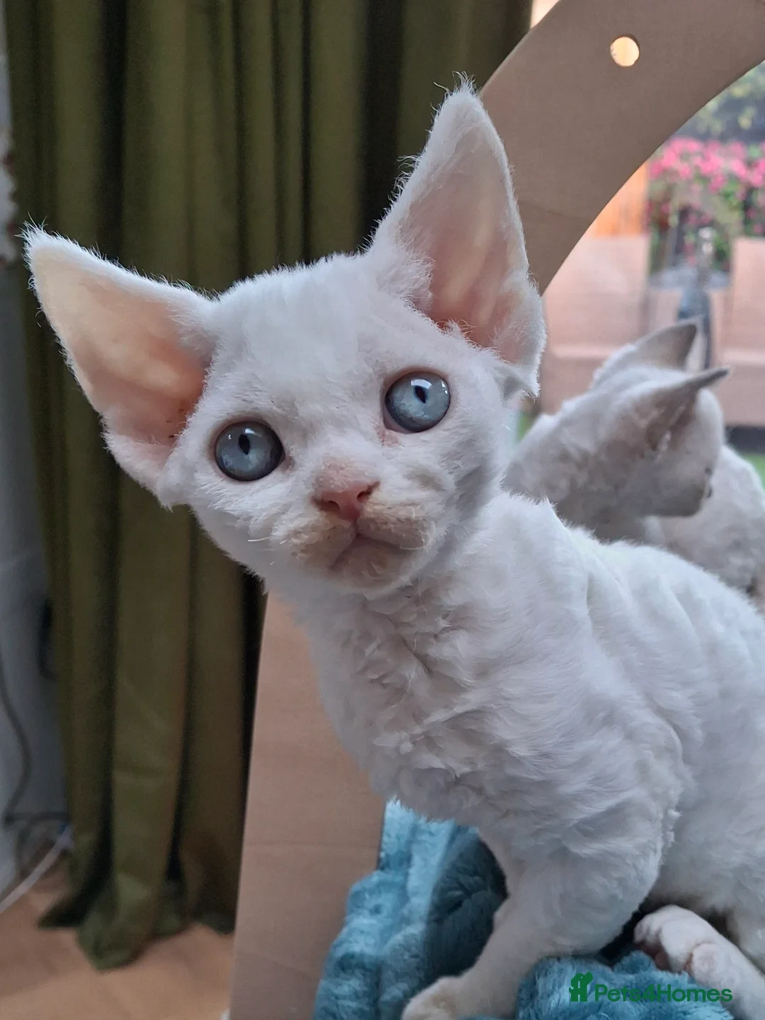 Devon Rex cats for sale: 🌸 Devon Rex with blue eyes FIFE registered  🌸 - Advert 6