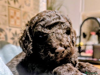 Tibetan Terrier dogs Five F1B Ttoodle Puppies - Advert 12