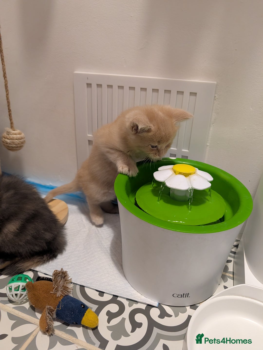 Maine Coon cats for sale: Beautiful Tica Registered Maine Coon Kittens  - Advert 13