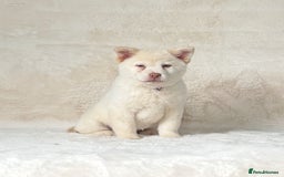 Chow Chow dogs for sale: Stunning genuine chowsky puppies for sale  - Image 21