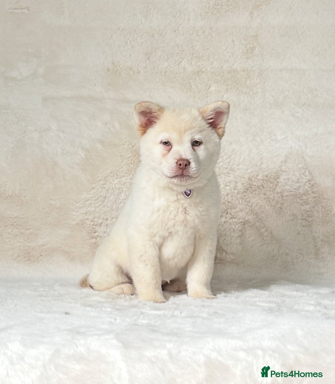 Chow Chow dogs for sale: Stunning genuine chowsky puppies for sale  - Image 21