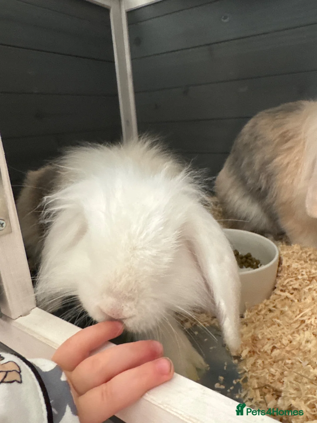 Mixed Breed rabbits for sale: Two lovely, friendly bunnies (brothers) in Crawley - Advert 1
