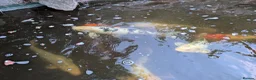 Koi Carp fish for sale: Established Pond Clearance 11 Mixed Koi & Goldfish in Margate - Advert 6