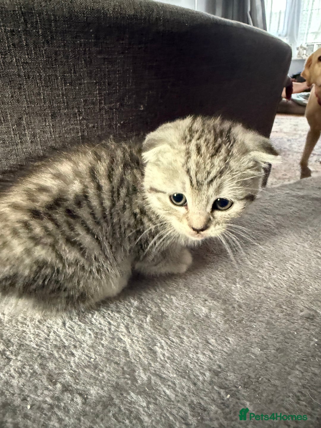 Scottish Fold cats for sale: 5 beautiful Scottish fold kittens  - Advert 2