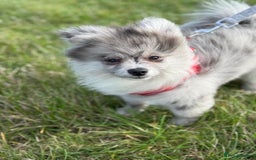 Pomsky dogs for sale: Pomeranian Merle Puppy one left  - Image 9