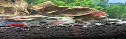 Plecos fish for sale: FREE JUVENILE PLECOS - Advert 10