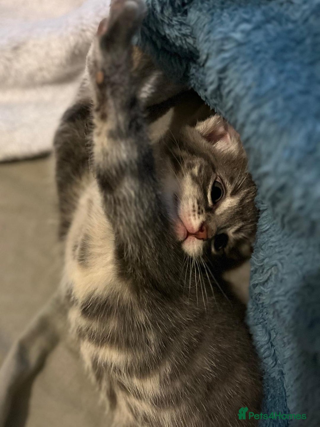 Maine Coon cats for sale: Maincoon X Bengal Tabby beautiful markings - Image 11
