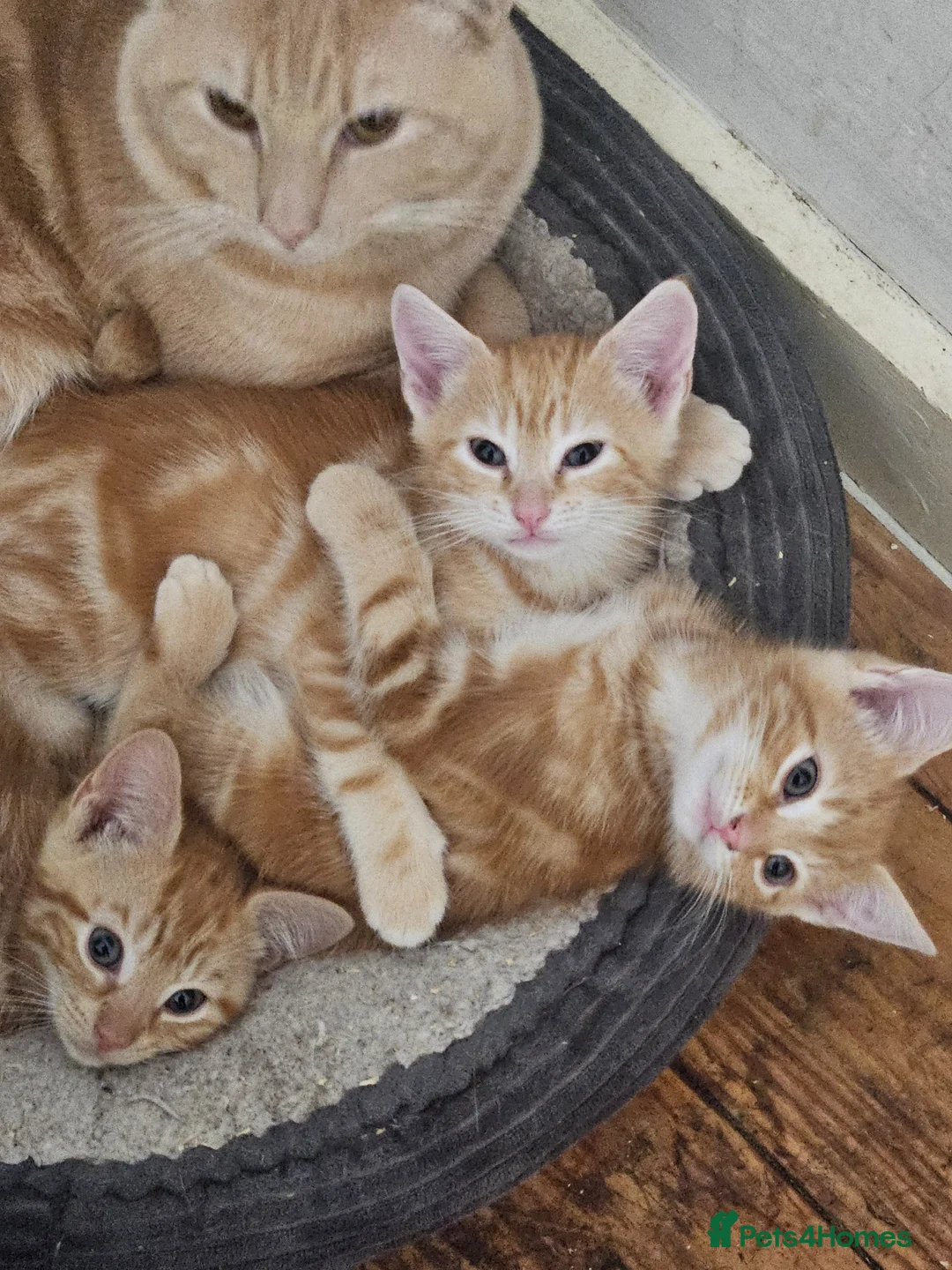 Mixed Breed cats for sale: Beautiful kitchens - Advert 2