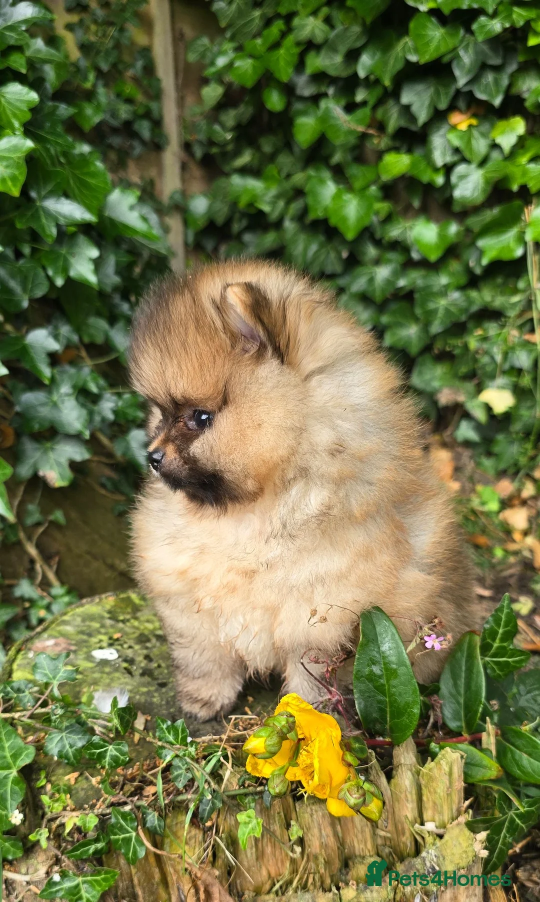 Pomeranian dogs for sale: *Beautiful male Pedigree pup* - Advert 2