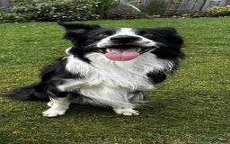 Border Collie dogs for adoption: Meet Mitch - Advert 1