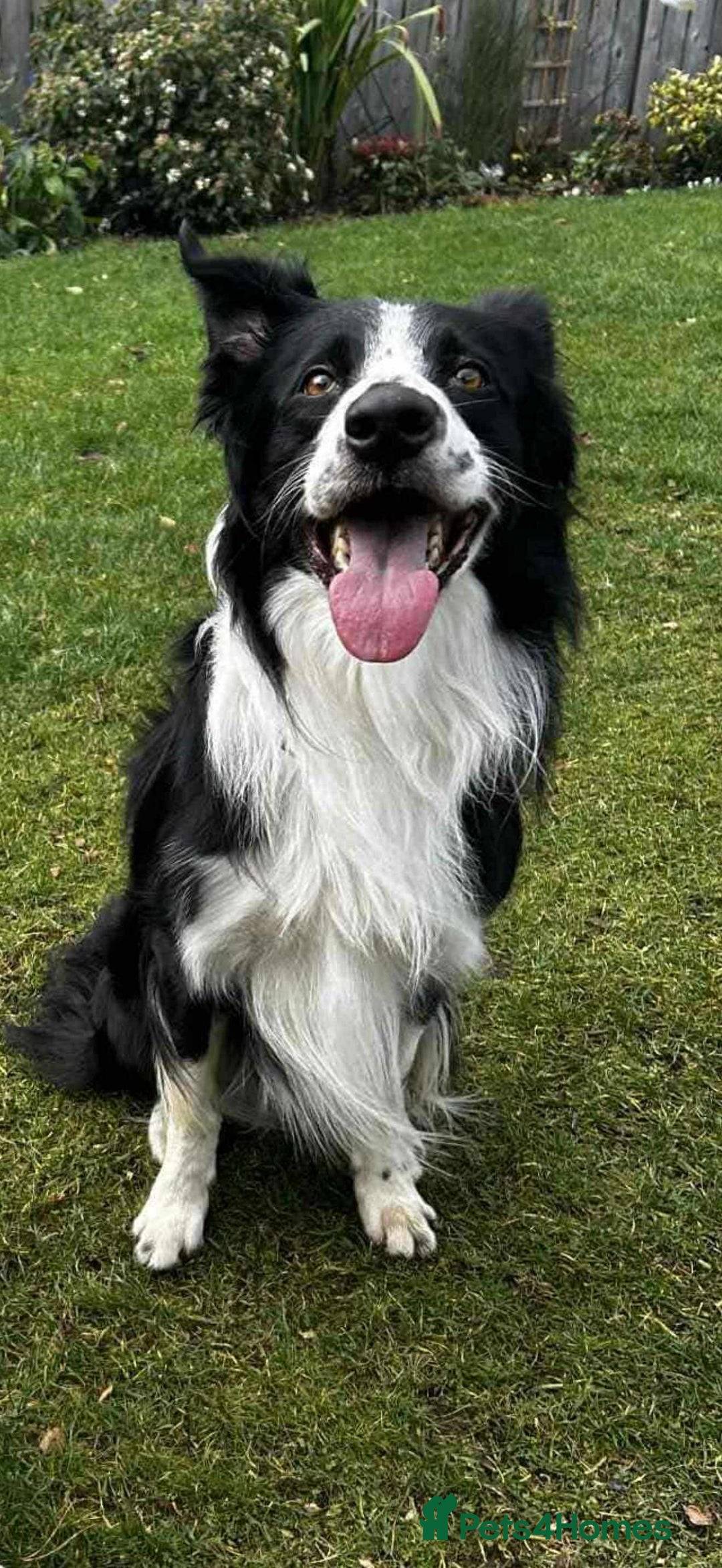 Border Collie dogs for adoption: Meet Mitch - Advert 1