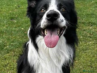 Border Collie dogs Meet Mitch - Advert 19