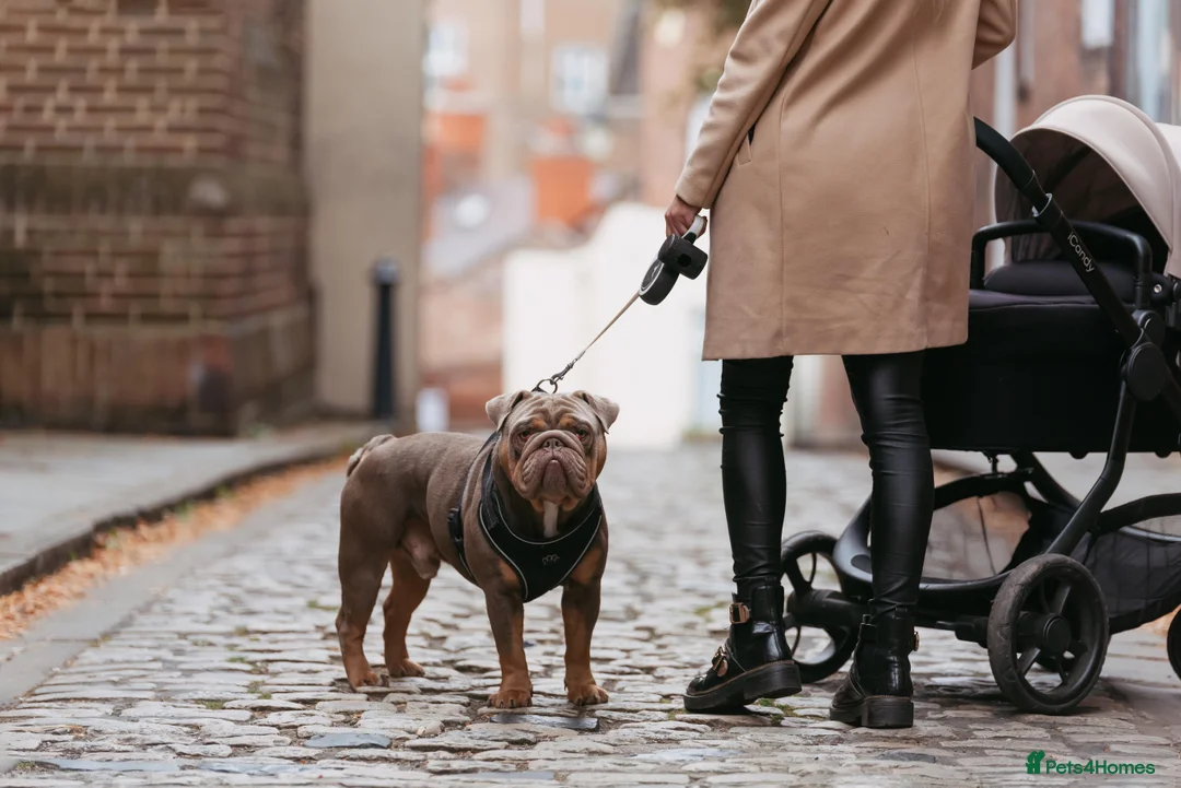 English Bulldog dogs for stud: English bulldog for stud  - Advert 1