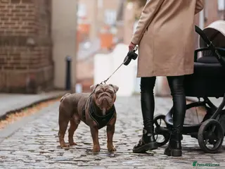 English Bulldog dogs English bulldog for stud - Advert 5