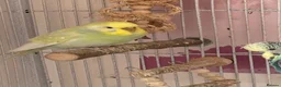 Budgerigars birds for sale: 3 budgies + Large Cage (RRP£120) + accessories  in Bradford - Advert 1