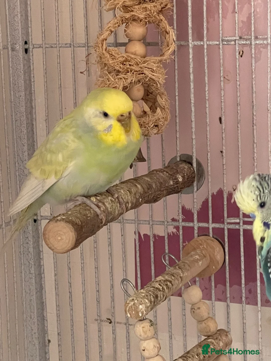 Budgerigars birds for sale: 3 budgies + Large Cage (RRP£120) + accessories  in Bradford - Advert 1