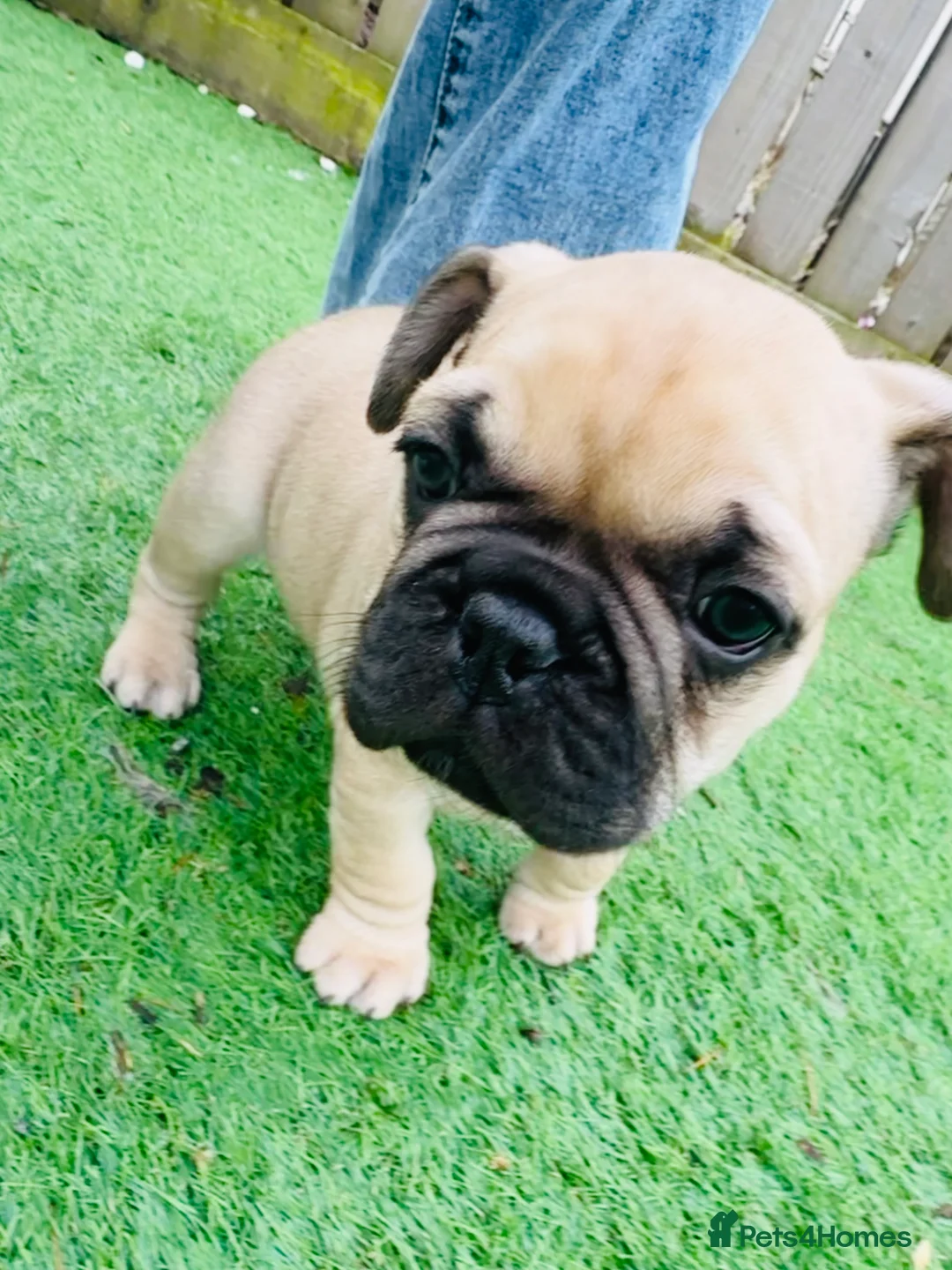 French Bulldog dogs for sale: French Bulldog Puppies - Fawn/Cream - Advert 6